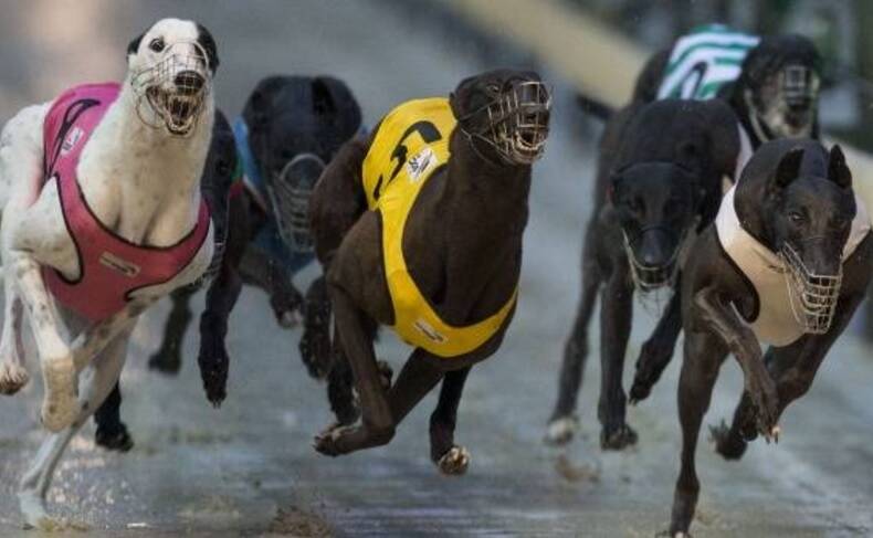 One letter writer has called for a national ban on greyhound racing, after the NSW Government has announced the sport will be banned across the state next year.
