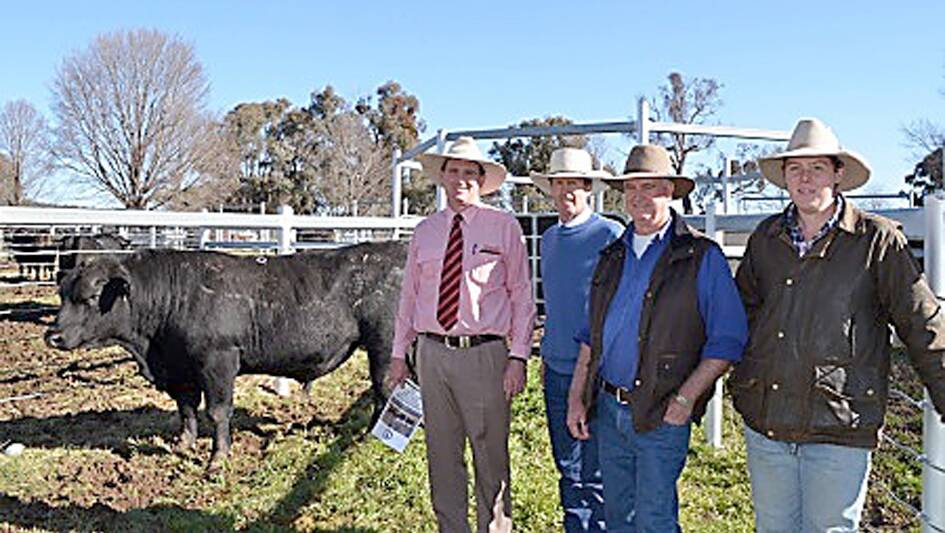 Agent Nick Hall, Elders Walcha, Eastern Plains stud principal Andrew White and buyers David and Mark Carolan, “Lyndhurst”, Armidale, with the top-priced bull, 
Eastern Plains Jewel J39, who sold for $10,000