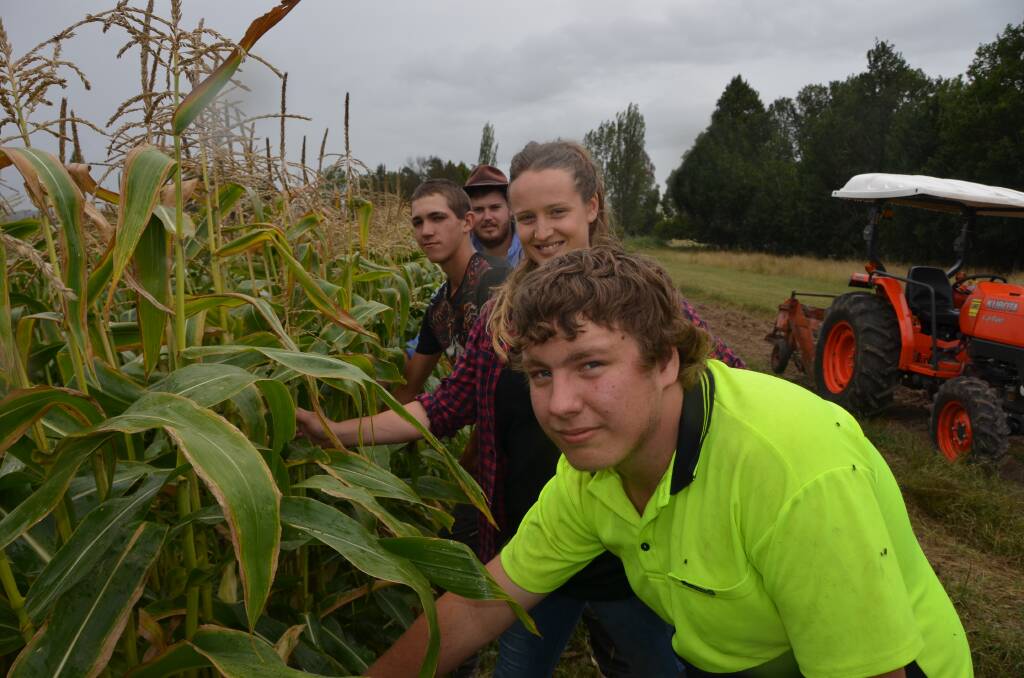 TOPS FOR ITS CROPS: Tyler Murray inspects the ears of corn with volunteers Phil Stevens, Julia Kryger and Nathaniel Keuntje.