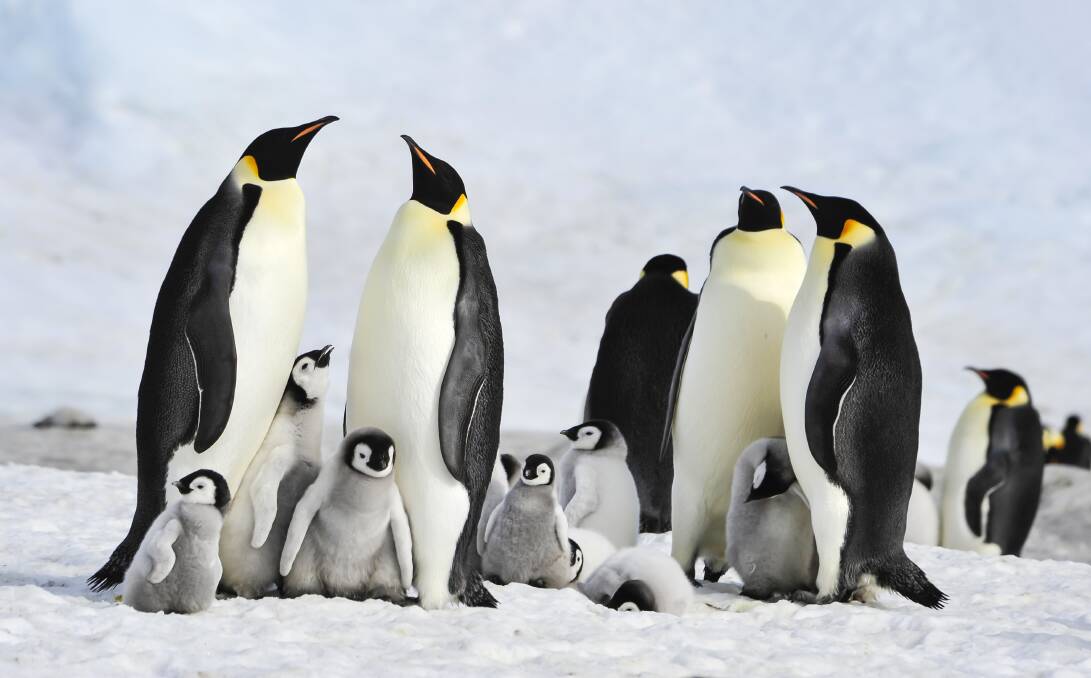 Heat is on: Hungry penguins are finding it harder to escape from predators.
