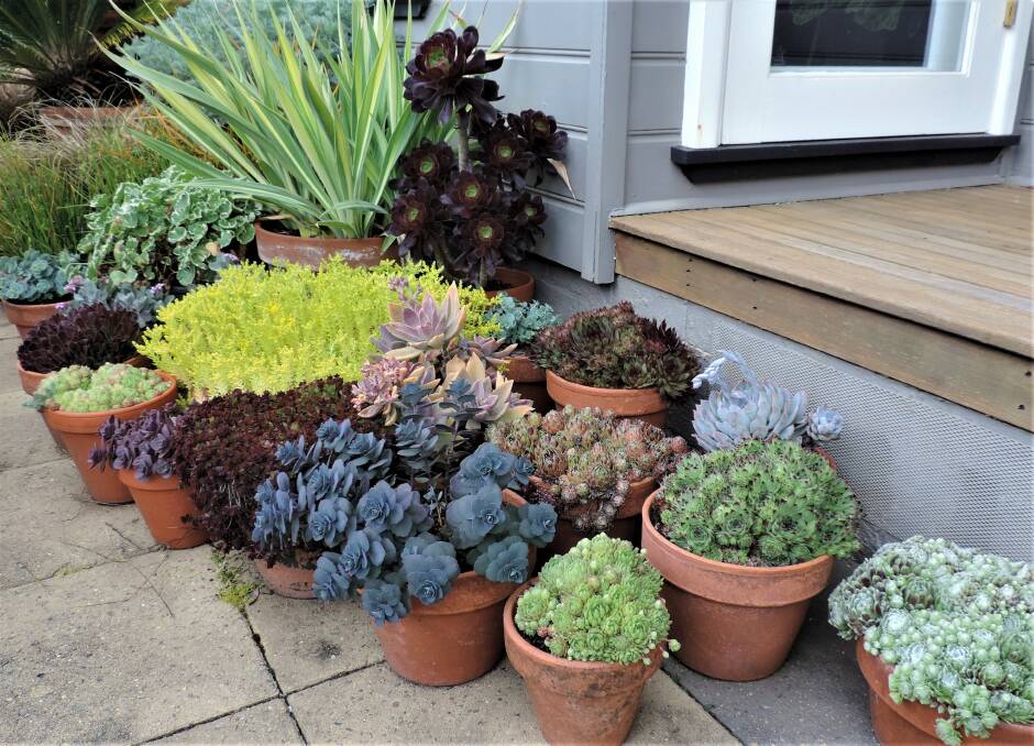 Good survivors: This cheerful collection of succulents requires next to no water to survive and provides a colourful welcome.
