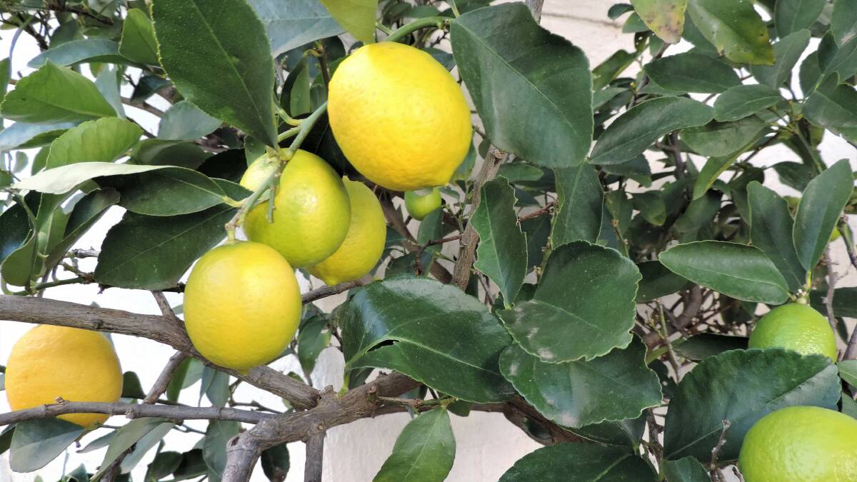 Nearly ready to pick: The lemon tree would benefit from application of a general citrus fertilizer.
