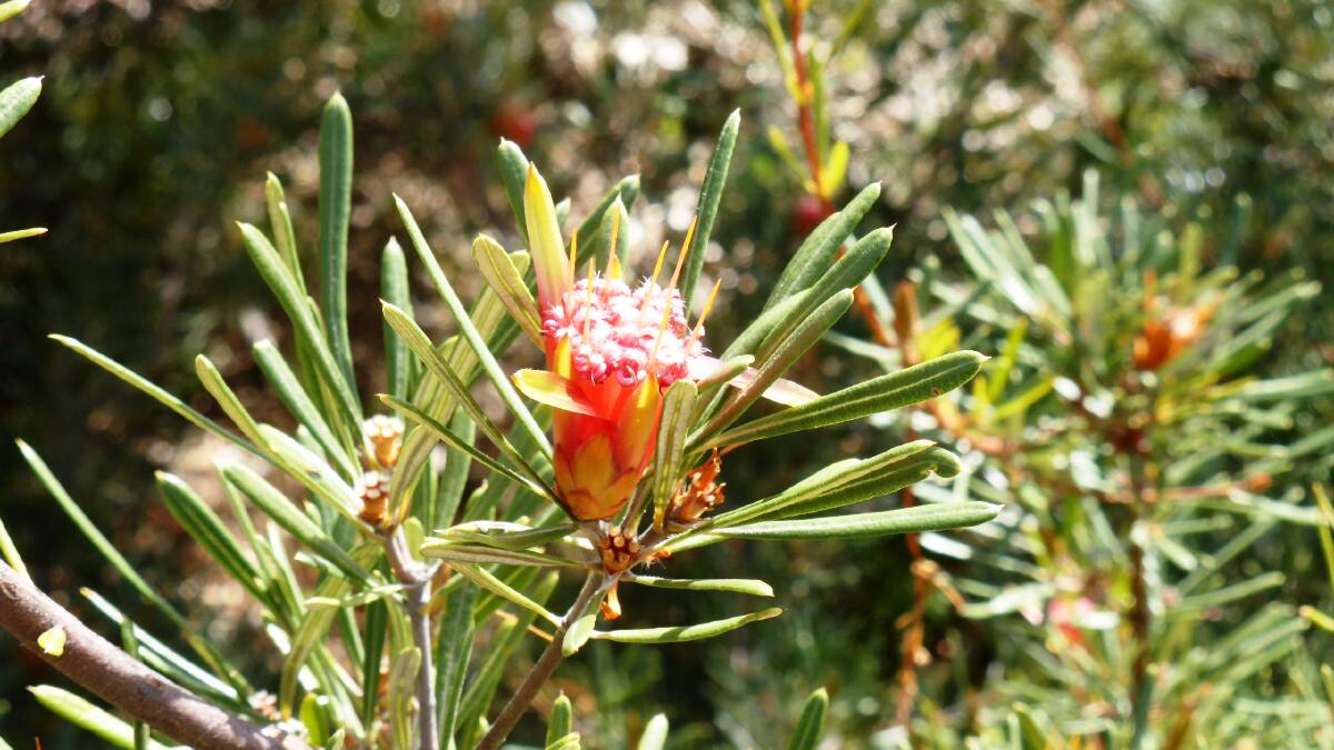 Lambertia formosa: The Mountain Devil is the unofficial floral emblem of the Blue Mountains.