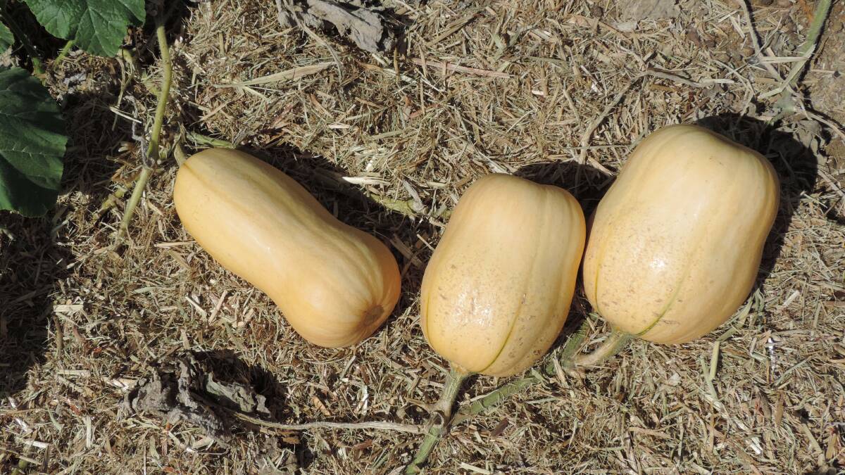 Techically a fruit: The skins on these butternut pumpkins have started to go yellow but the stems are still green, so they can do with more time before being harvested.