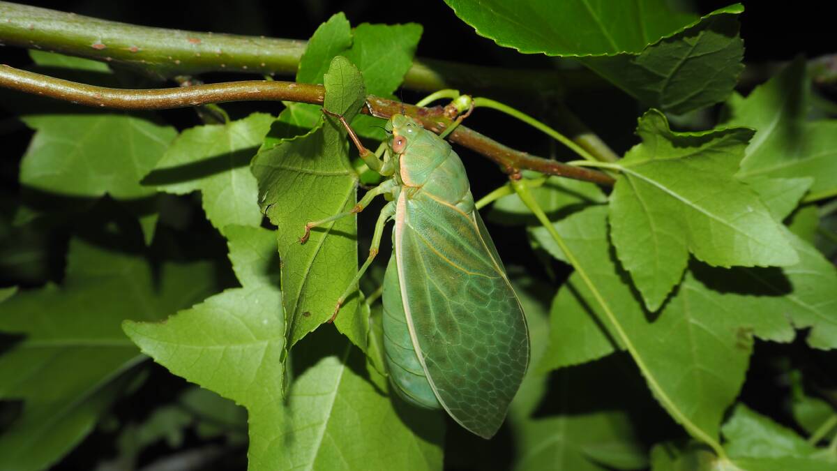 Cicadas and the serenade of summer