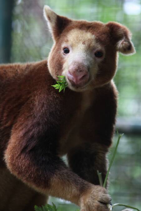 New Guinea does it better: Matschie’s tree-kangaroo is just one of the amazing sights to see across the Torres Strait. 