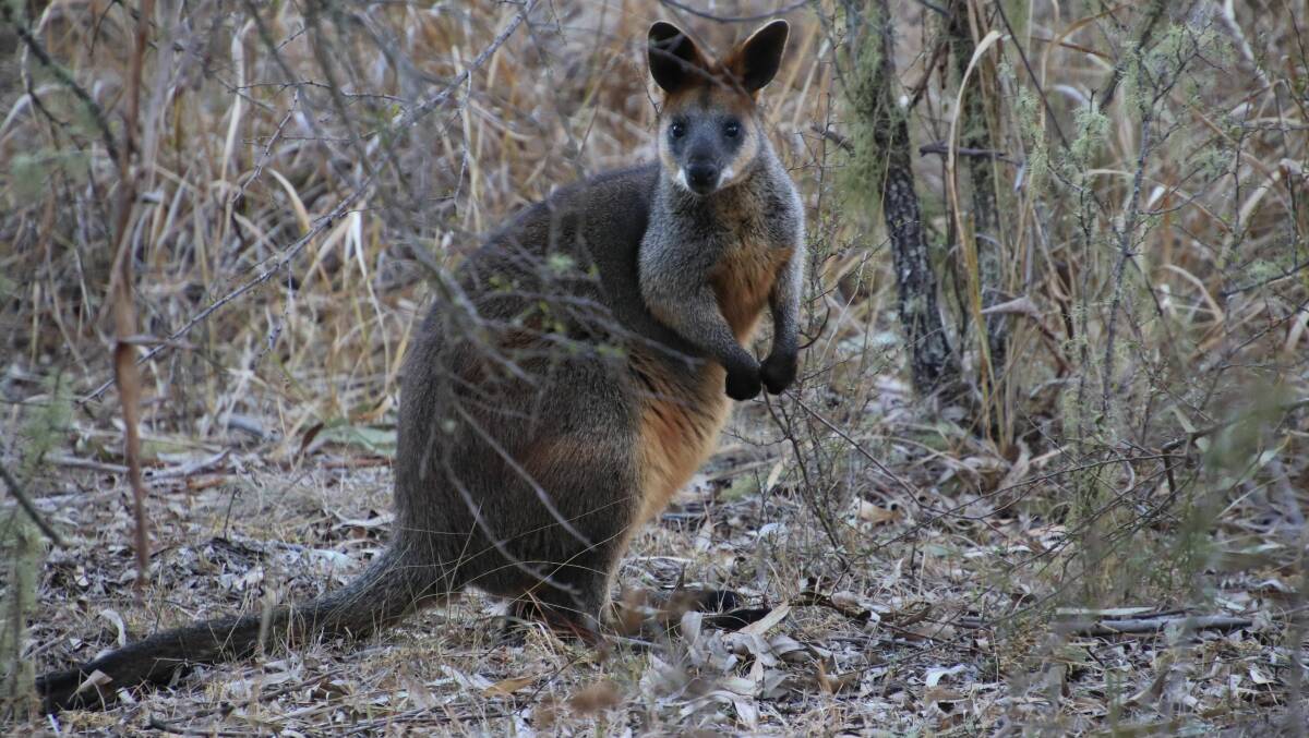 CRUCIAL: The swamp wallaby has an important role to play as a disperser for fungi, often reintroducing spores to environments after things like bushfires.