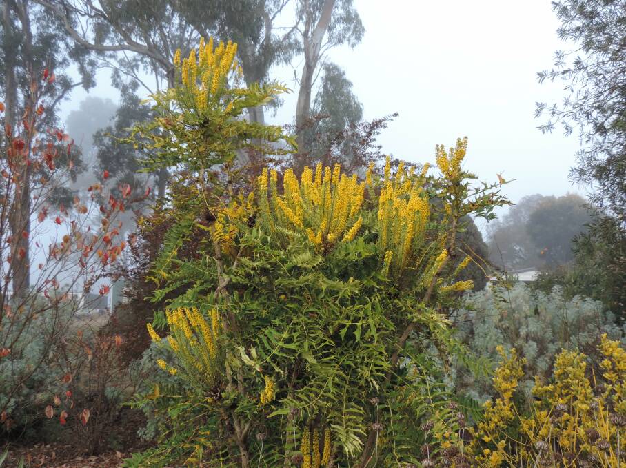 Mahonia is a great winter/spring plant for colour when not much else is flowering.