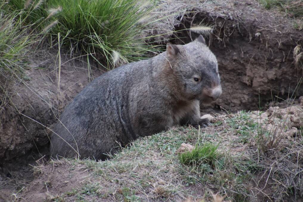 Killer butt: Wombats eluded naturalists for quite some time.