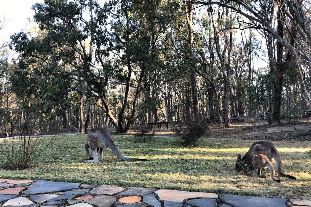 Dinner guests: This rare patch of slightly green lawn is a treat for these kangaroos which are bold enough to come right up to the back door.