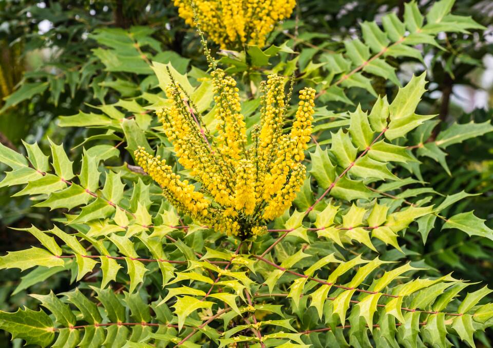 Evergreen: Mahonia is a great winter/spring plant for colour when not much else is flowering.