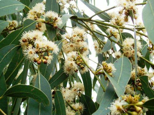 Eucalyptus michaeliana: This eucalypt is known as the Hillgrove Gum. 
