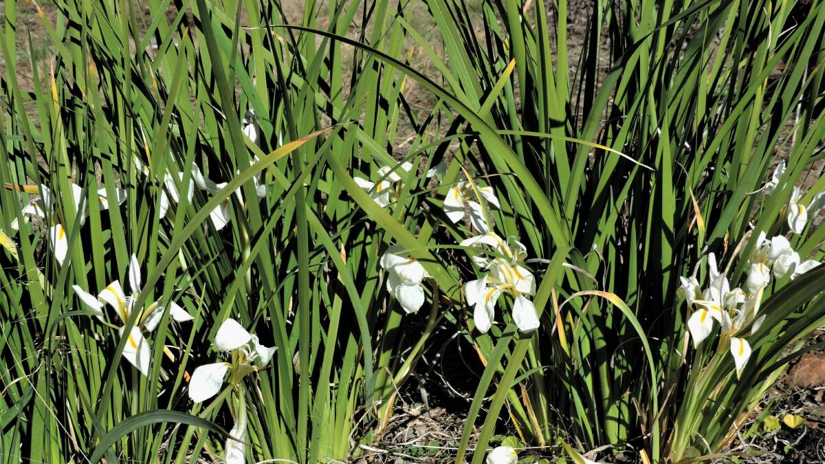 In flower: Winter iris, Iris unguicularis, are easy care plant growing from rhizomes, that provides colour and flowers for picking in winter.