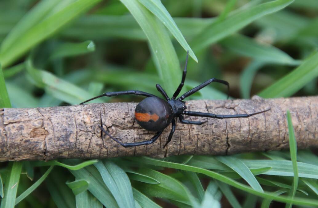 Bad reputation: The male redback spider has some slick pick-up moves.