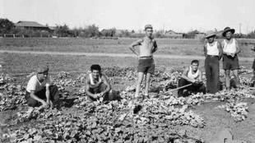 Replacement labour: Some 18,000 Italian POWs were sent to Australia during World War II. 10,000 became farm workers.