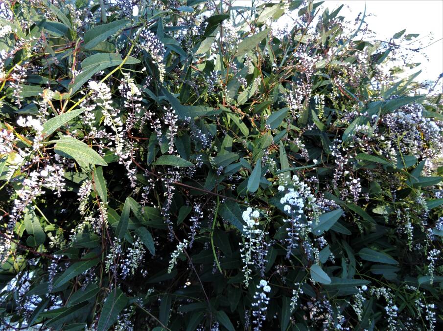 Great groundcover: Hardenbergia alba is an Australian native that produces masses of flowers and buds through winter despite cold temperatures and frosts.