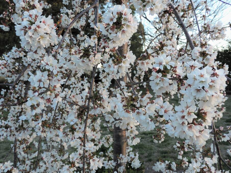 Prunus Snofozam: 'Snow Fountains' weeping cherry with many more flowers than at this time last year as a result of good rainfall this year.