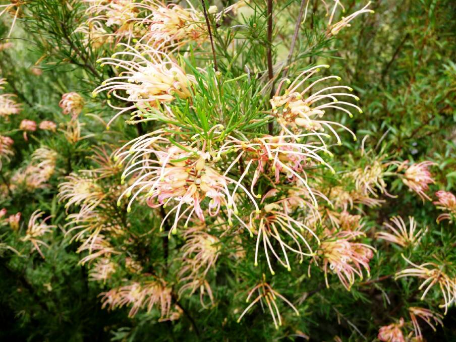 Hybrid: Grevillea semperflorens is one of the grevilleas that figure prominently in the Arboretum native garden.