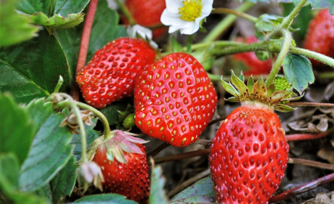 The pick of the fruit: Strawberries ready for picking and feasting on with cream or ice-cream - if they make it into the kitchen, that is!