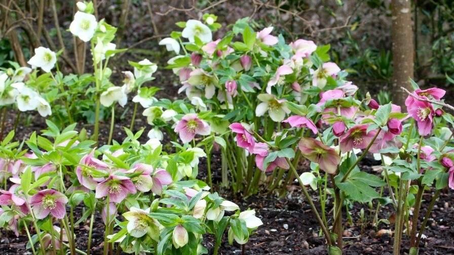 Easy going: These Hellebores had the leaves cut back to ground level in the autumn which allows the flowers to show off their beauty.