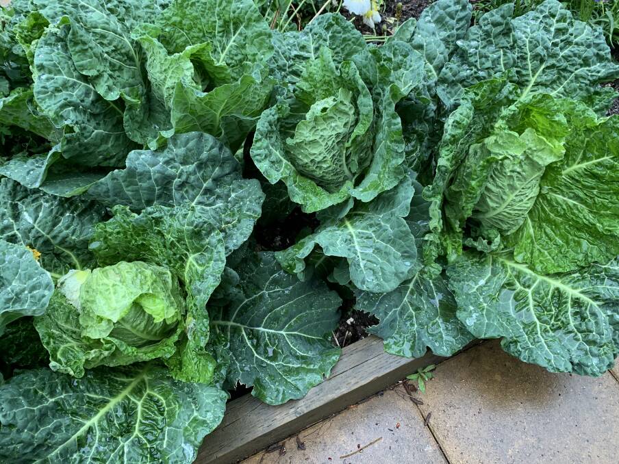 These cabbages have been growing steadily throughout the winter and some are ready to harvest.