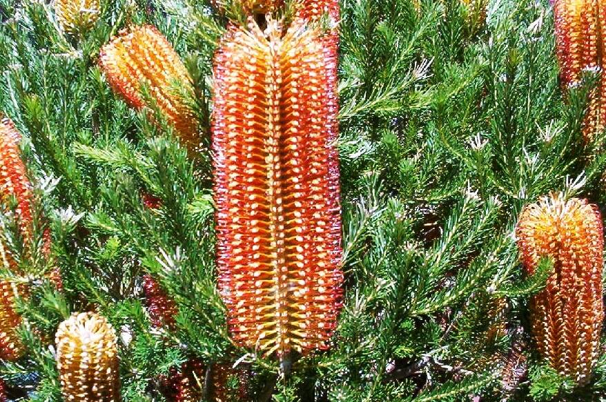 Banksia ericifolia: Heath-leaved Banksia, is a species belonging to NSW. It is a compact, tall, shapely shrub that may reach a height of four metres.