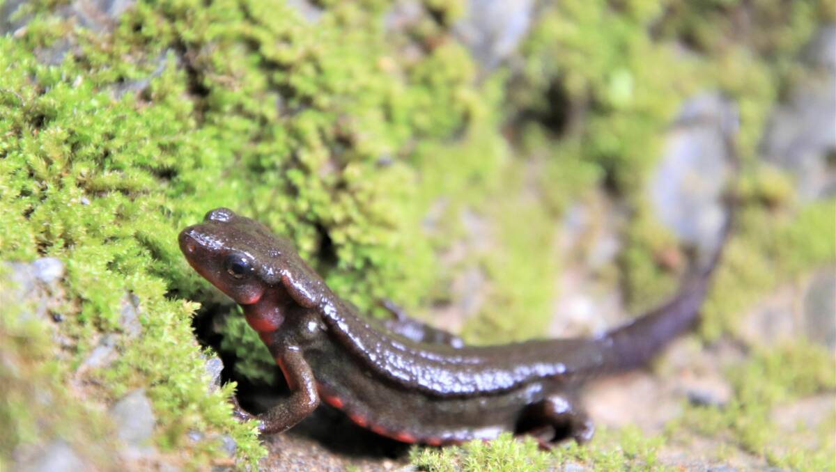 Matters || No antidote the fiery danger of Japanese salamander The Armidale | Armidale, NSW