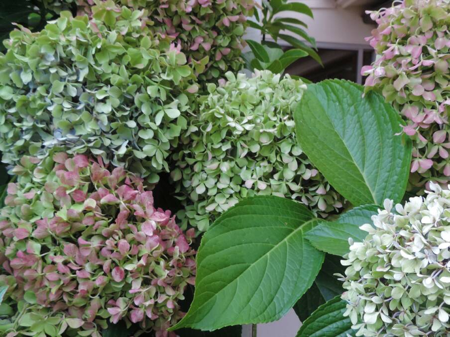 Hydrangeas take on a greeny colour with pink/crimson/burgundy shading as they age and can be valuable for dried arrangements.
