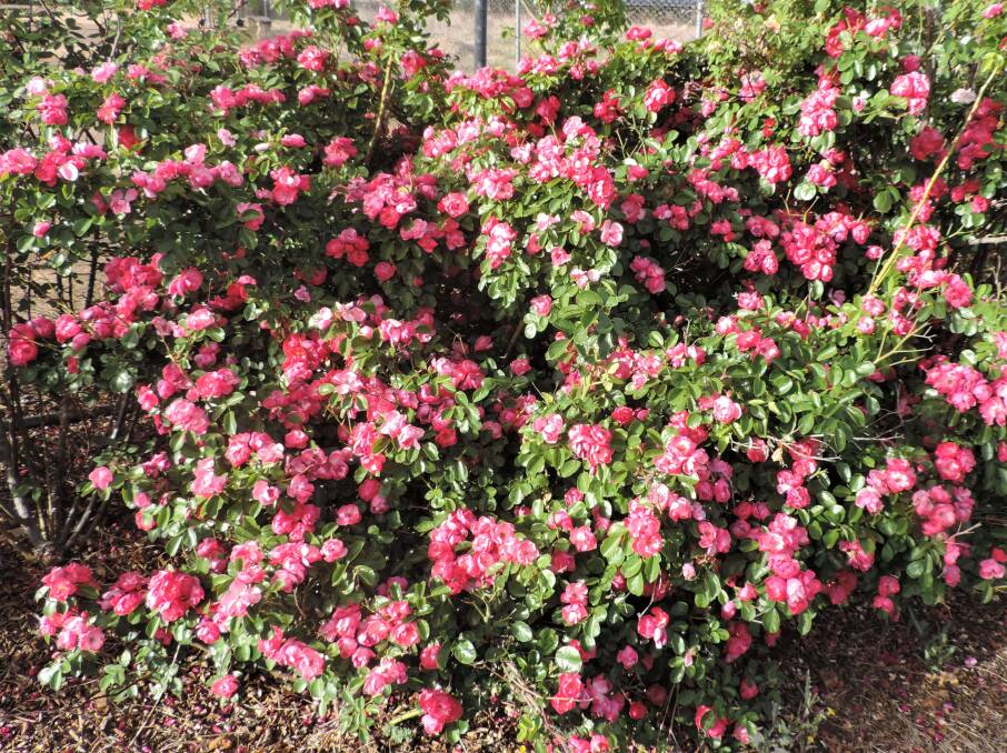 Pretty in pink: Climbing rose, Rosa Angela. 