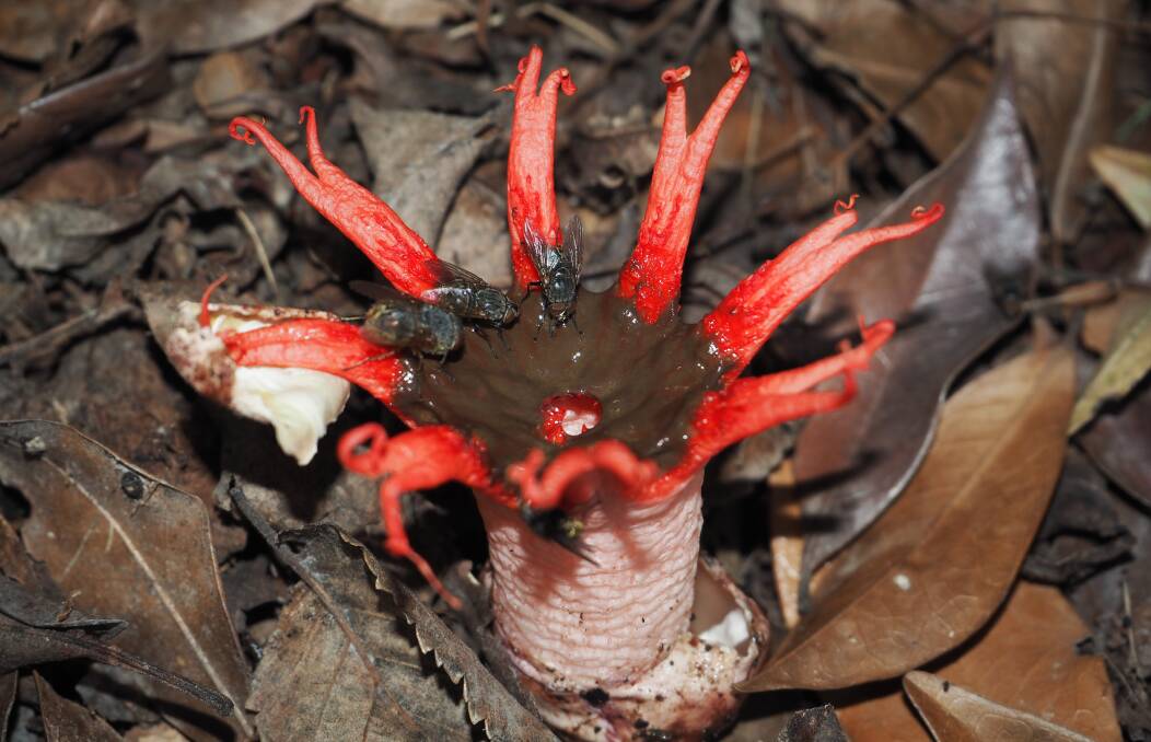 Native mushroom: Starfish Stinkhorns have been said to be an aphrodisiac.