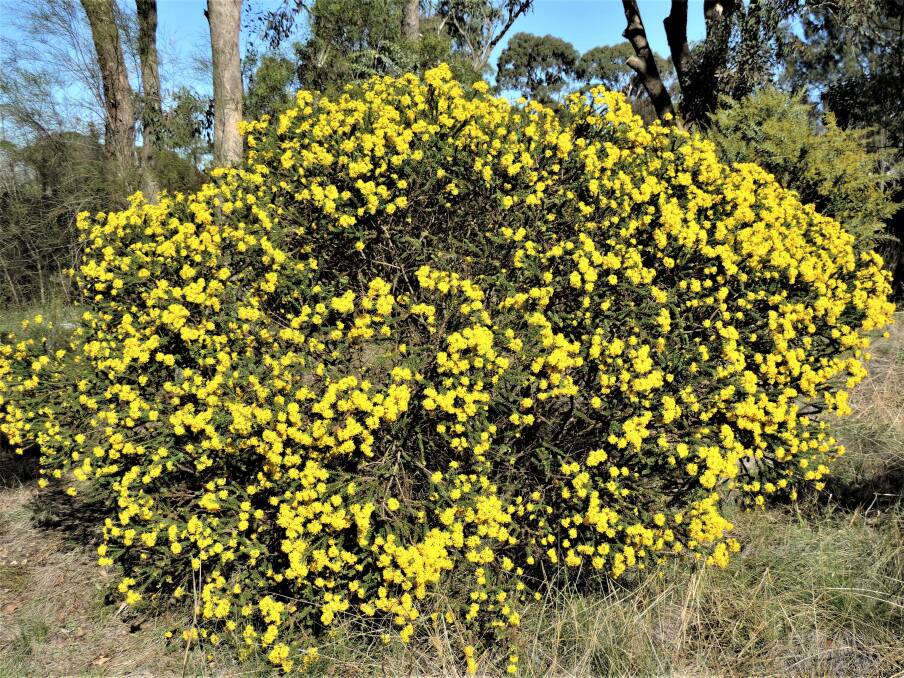 Euryops virgineus has masses of bright yellow daisy-like flowers throughout the year, but peaking in winter, even before the wattles in the background have flowered.