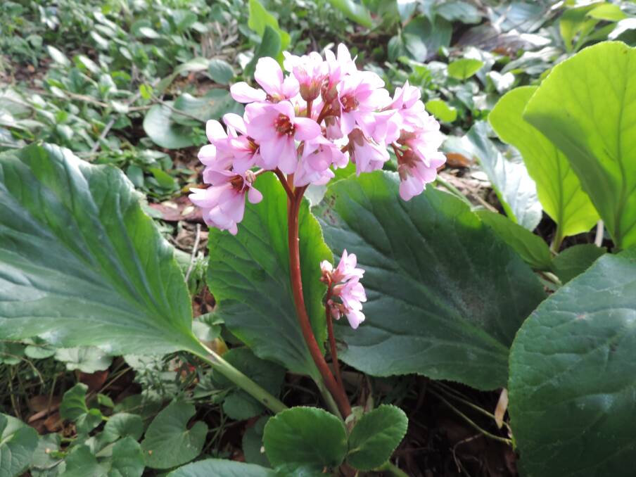 First flowers: Bergenia are low-maintenance plants that provide long lasting colour through winter and spring and in colder weather some leaves turn shades of red-maroon.