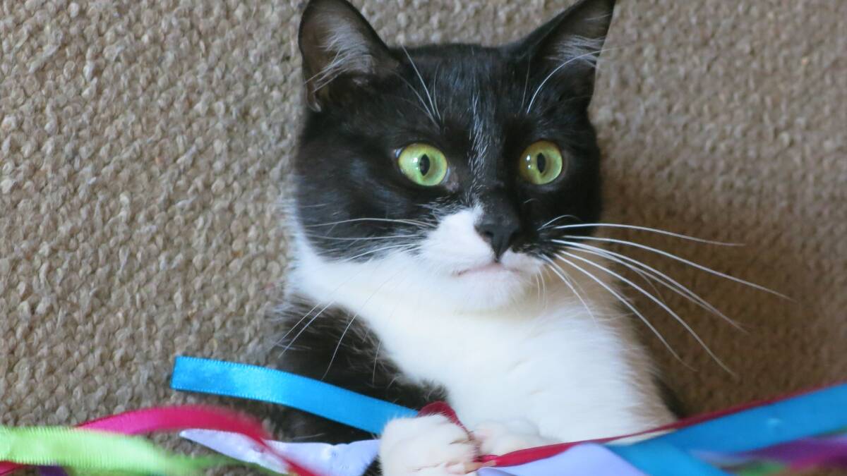 SEEKING A HOME: Shelley would make a wonderful companion for a family or individual.