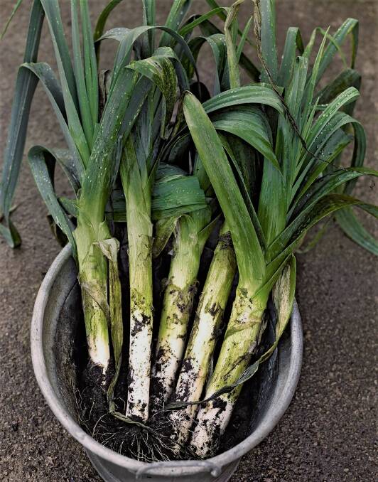 Freshly dug leeks: The vigorous, matted root system and that they grow deep in the soil means you may need to dig them, rather than pull them out.