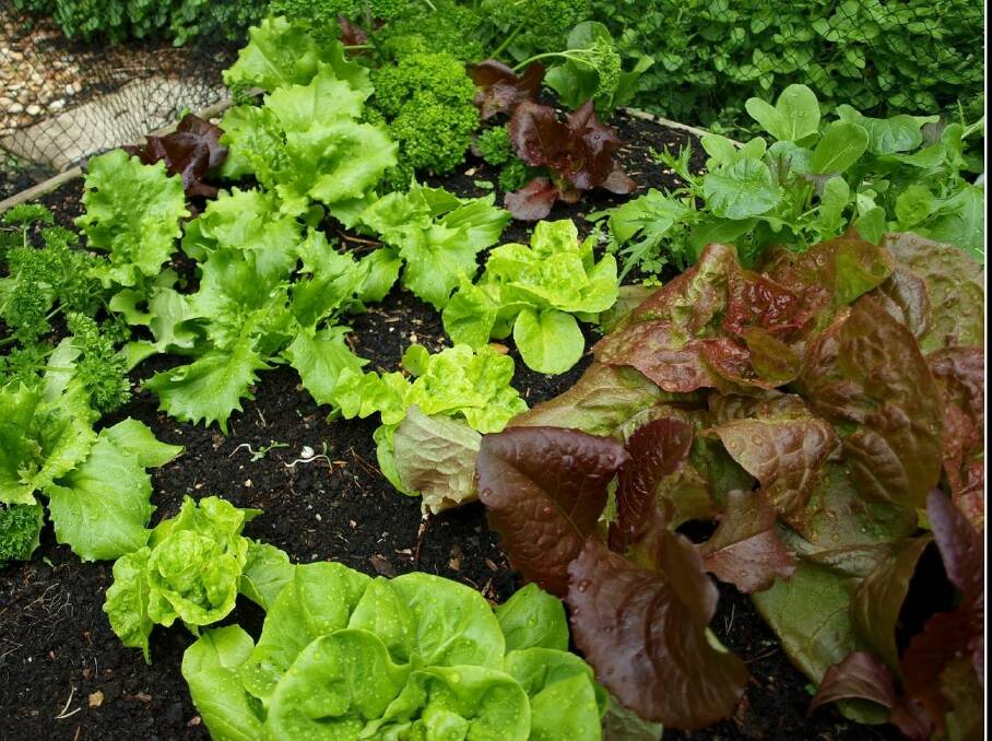 A growing concern: Lettuces sown at different times will spread the harvest out so they are not all ready to eat at the same time.