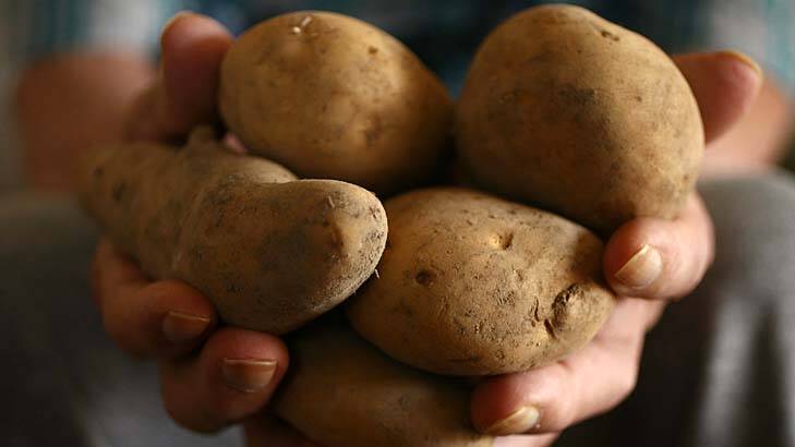 Zebra chip disease affects starch and sugar levels in potatoes, making them unfit for sale.