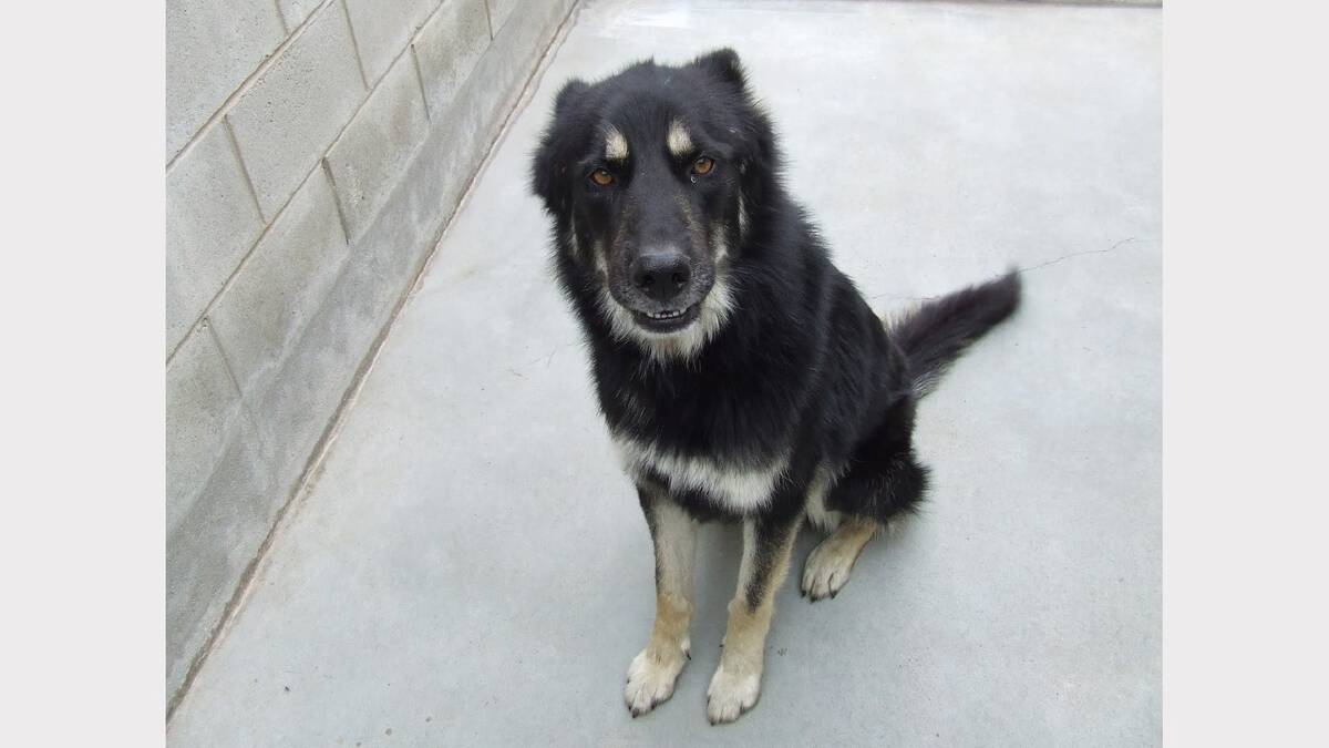 FOUND: German shepherd mixed breed dog Sarge is currently at the New England Regional Companion Animal Shelter. He was found wandering Rologas Fields on New Year’s Eve.